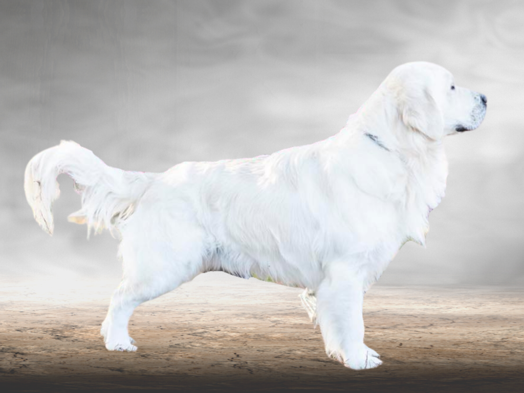 AKC English Cream Golden Retriever Sire